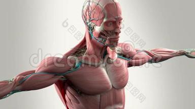 人体解剖动画，显示头部和<strong>躯干</strong>